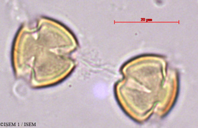 Hypericum grandifolium - lame n° 27875